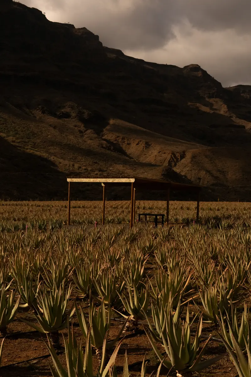 Un campo di aloe con una tettoia di legno e le montagne dietro