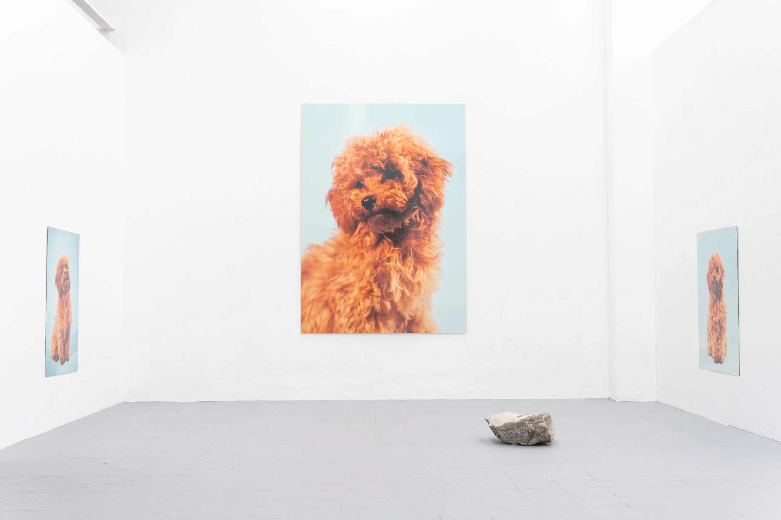 Veduta d'allestimento della mostra Good boy di Robbie Auspurger: un barboncino rosso su tre pareti bianche