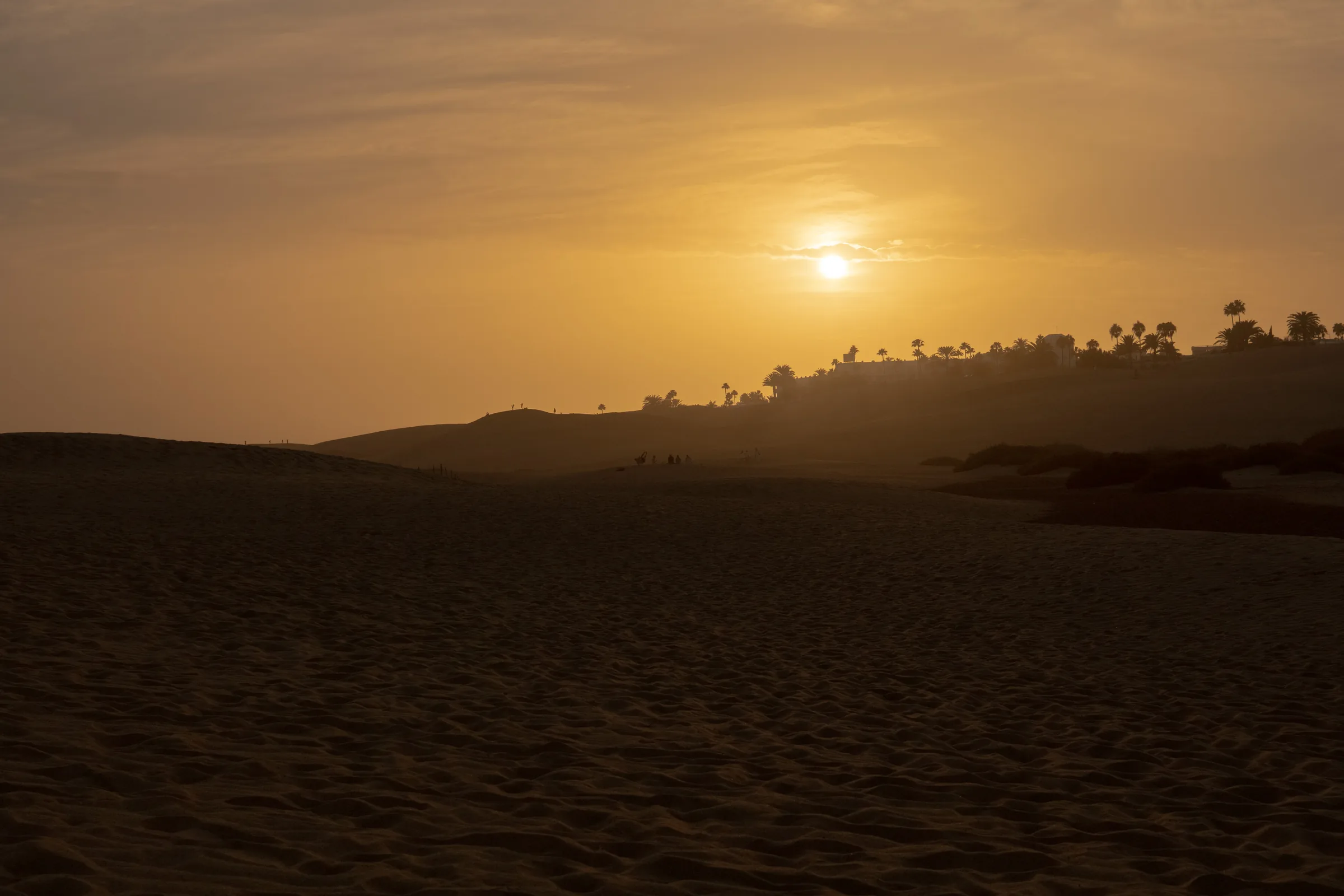 Dune al tramonto con le palme controluce